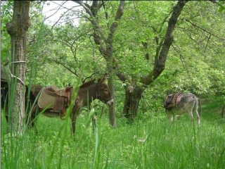 Azienda Agricola Lungaserra